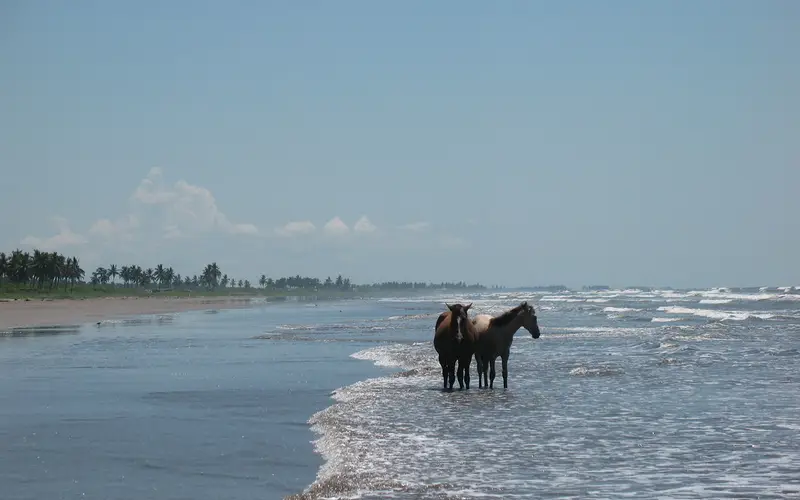 El Novillero, Nayarit